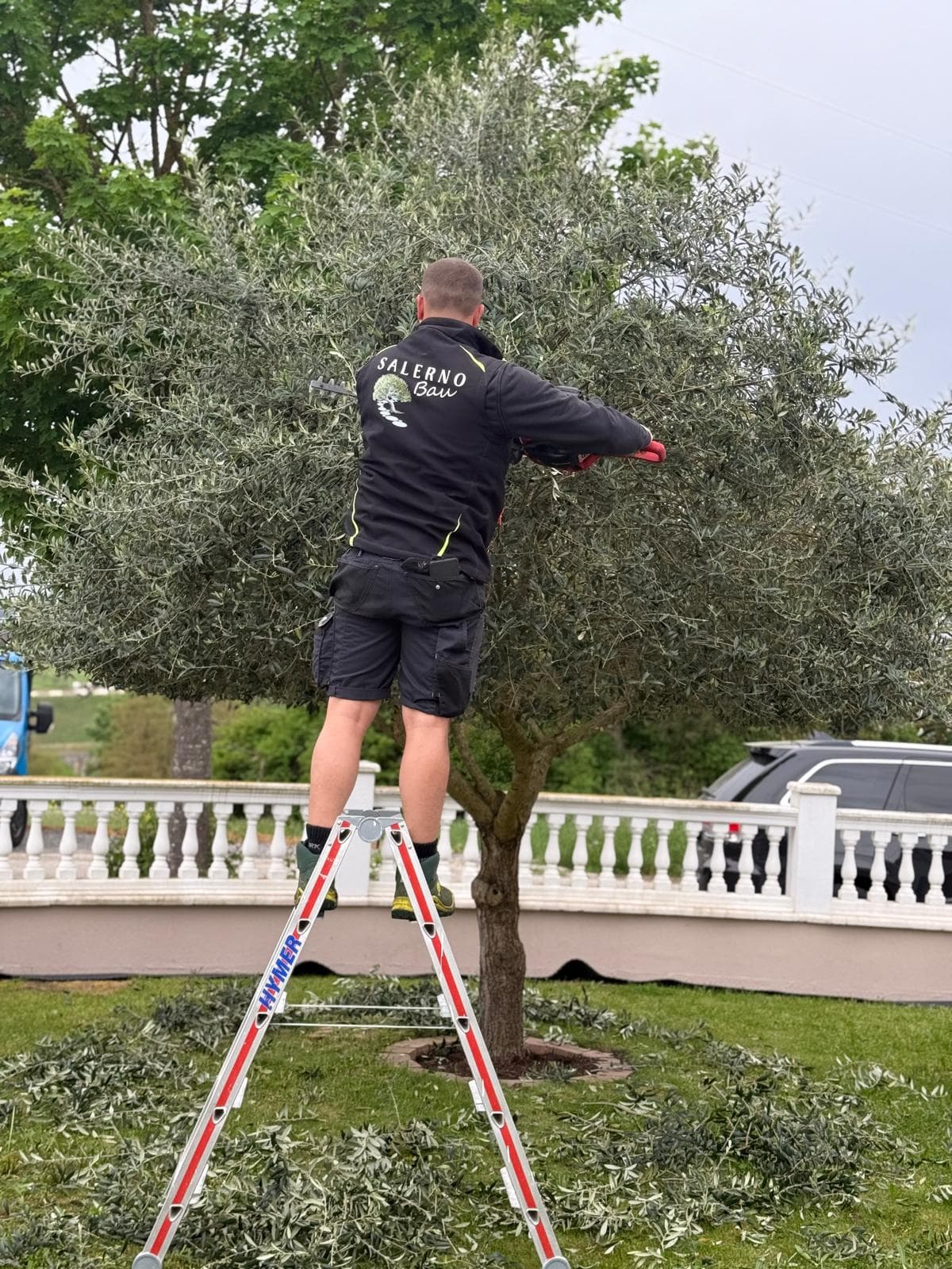 Salerno-Bau-Mitarbeiter beim Heckenschnitt und Baumschnitt an einem Olivenbaum