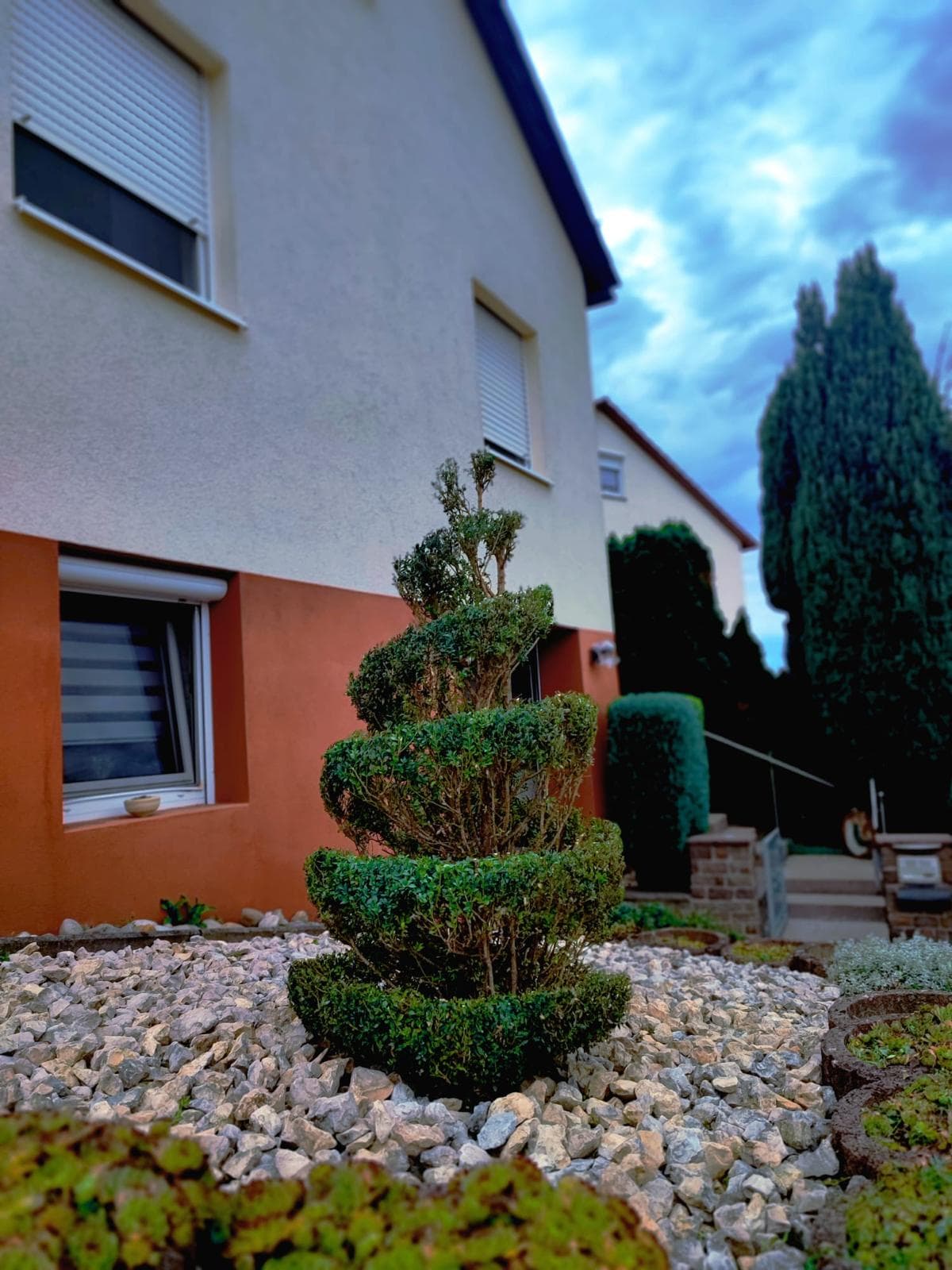 Formschnitt-Gehölz im gepflegten Kiesbeet